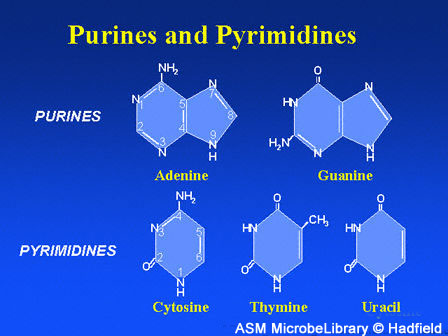 Dna purines pyrimidines fig2.jpg