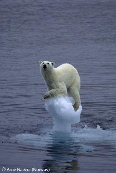 Global warming lastpolarbear.jpg